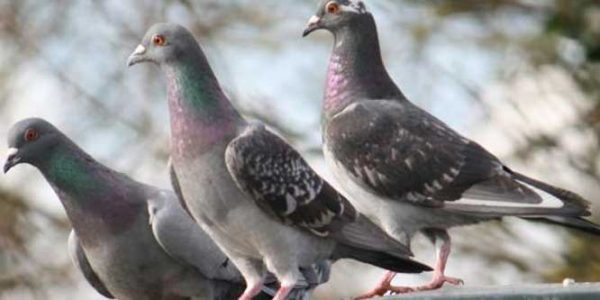 8 فوائد صحية فى طعام الملك فاروق المفضل, تعرفى عليها