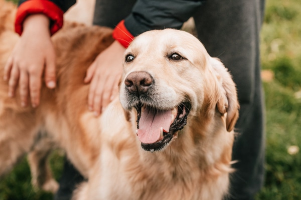 Proper Dog Health Care To Boost Dog Health