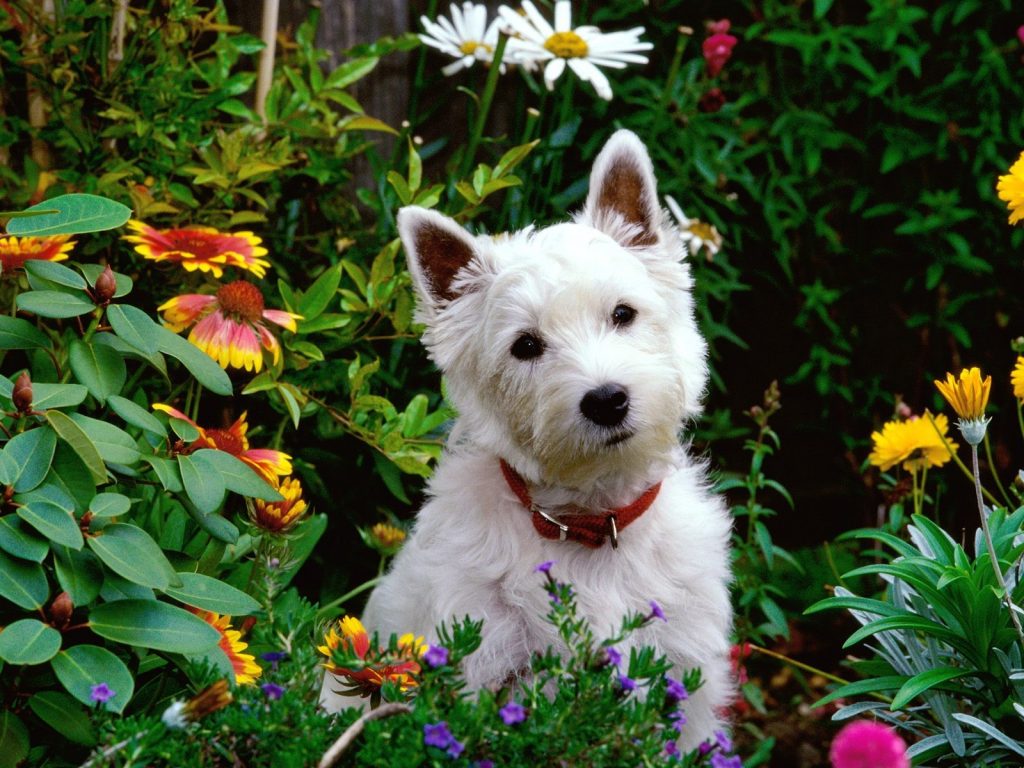 Here are 5 Dog Health Issues to Keep an Eye On